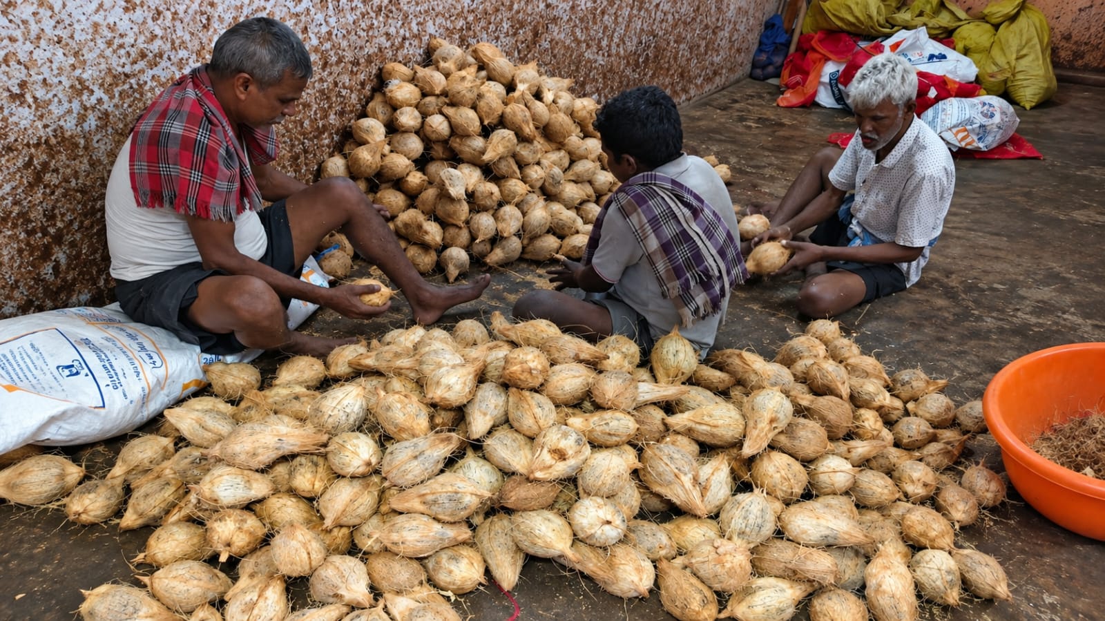 Coconut harvest